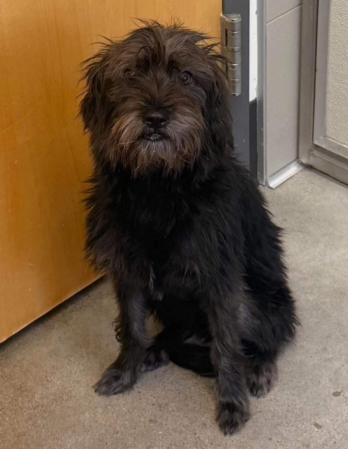 Enlarge Maxie, a Adoptable mixed breed in Grafton, OH image 4/4