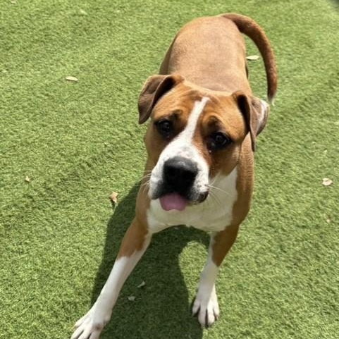 Thumbalina, an adoptable Boxer in Williston, VT, 05495 | Photo Image 2