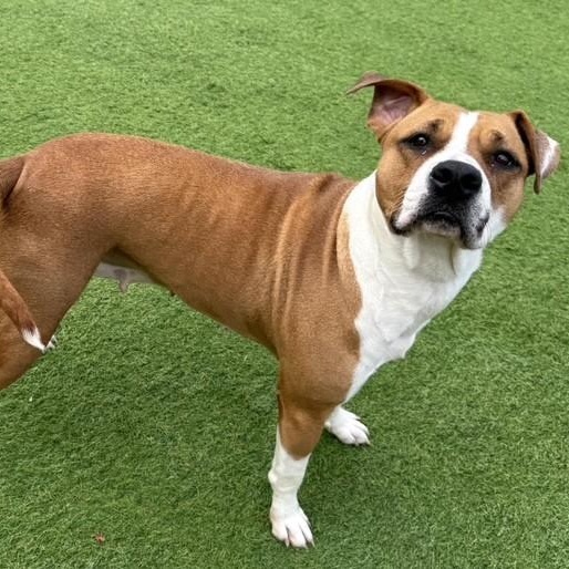Thumbalina, an adoptable Boxer in Williston, VT, 05495 | Photo Image 3