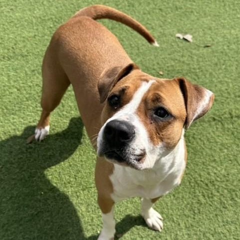 Thumbalina, an adoptable Boxer in Williston, VT, 05495 | Photo Image 6