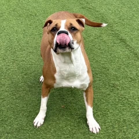 Thumbalina, an adoptable Boxer in Williston, VT, 05495 | Photo Image 4