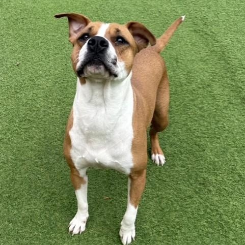 Thumbalina, an adoptable Boxer in Williston, VT, 05495 | Photo Image 5
