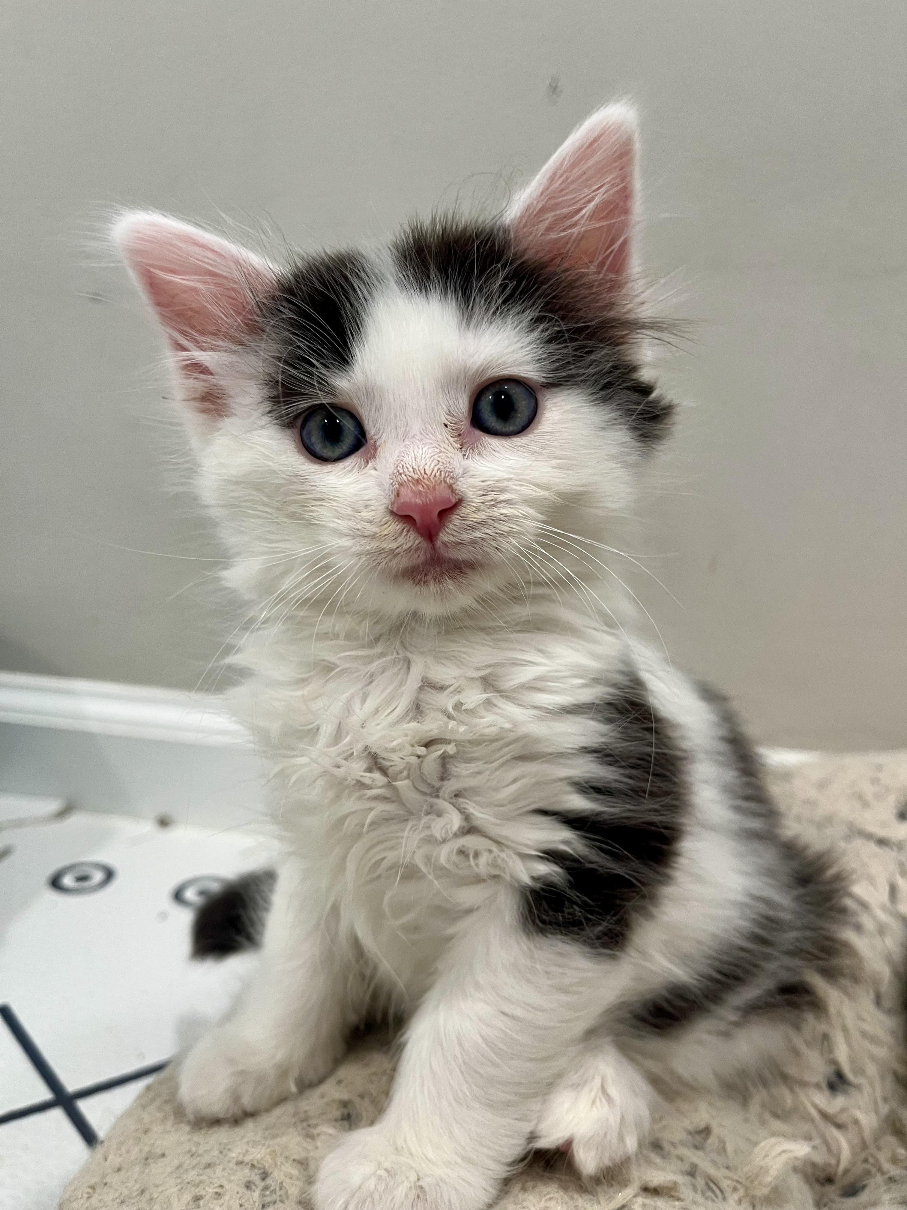 Rum Tum Tugger, Adoptable, Kitten Male Domestic Medium Hair.
