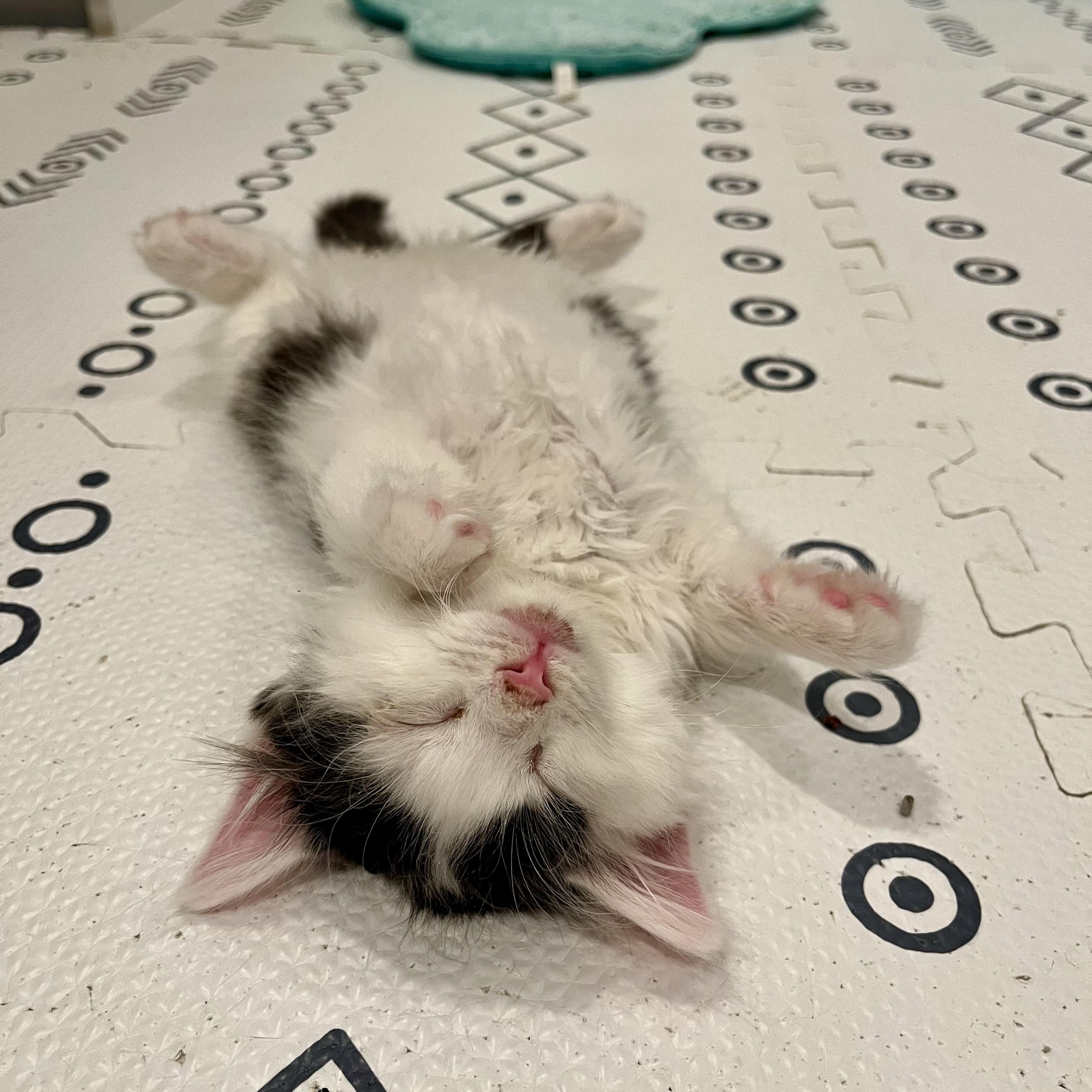 Enlarge Rum Tum Tugger, a Adoptable Domestic Medium Hair in Alexandria, VA image 6/6