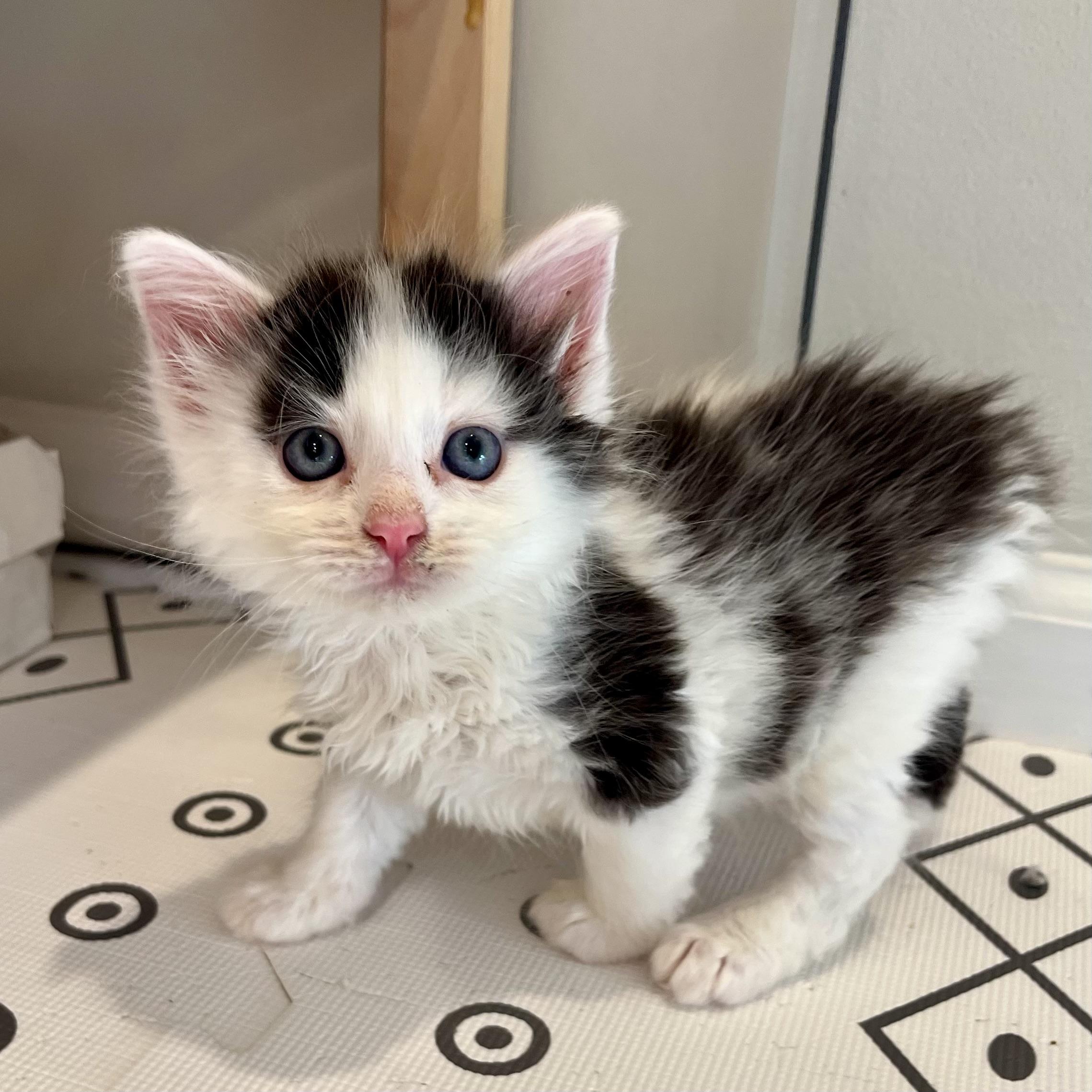 Enlarge Rum Tum Tugger, a Adoptable Domestic Medium Hair in Alexandria, VA image 5/6