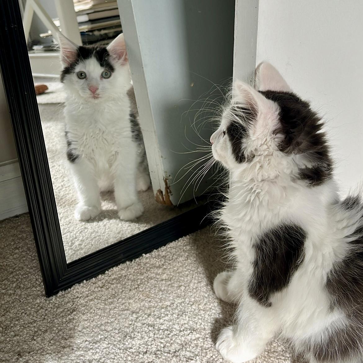 Enlarge Rum Tum Tugger, a Adoptable Domestic Medium Hair in Alexandria, VA image 3/6