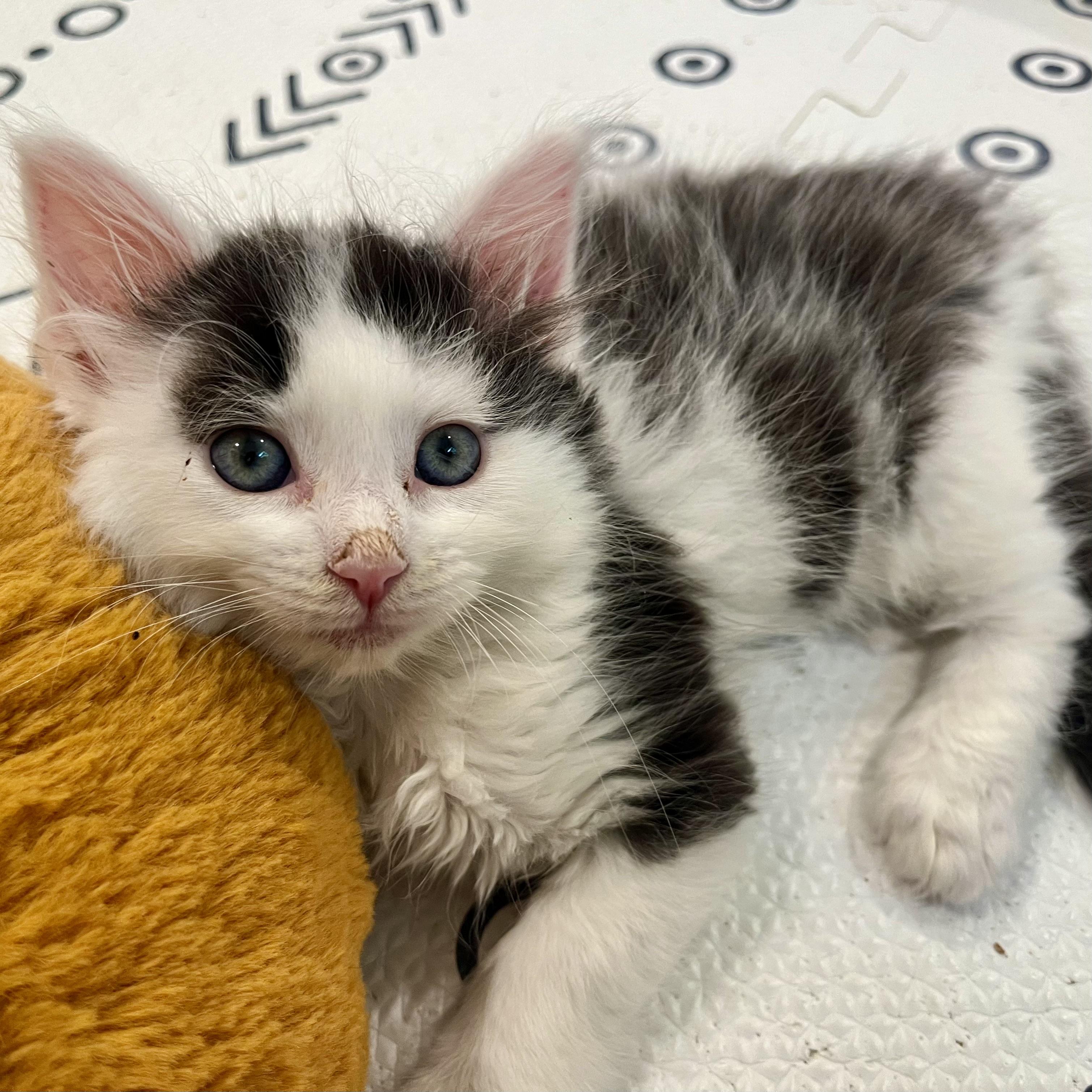 Enlarge Rum Tum Tugger, a Adoptable Domestic Medium Hair in Alexandria, VA image 2/6