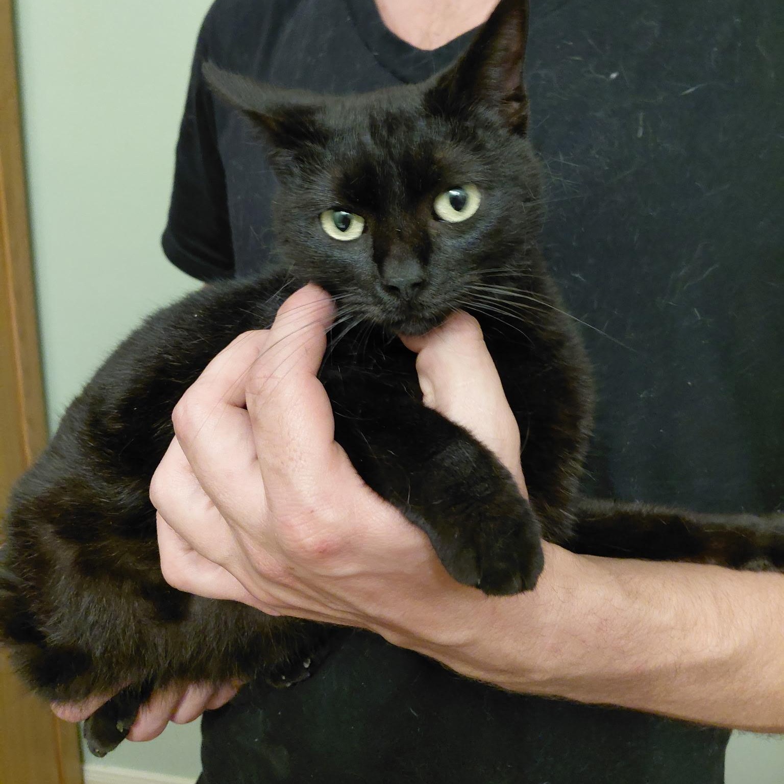 Enlarge Mystic, a ADOPTABLE Domestic Short Hair in Spring, TX image 1/3