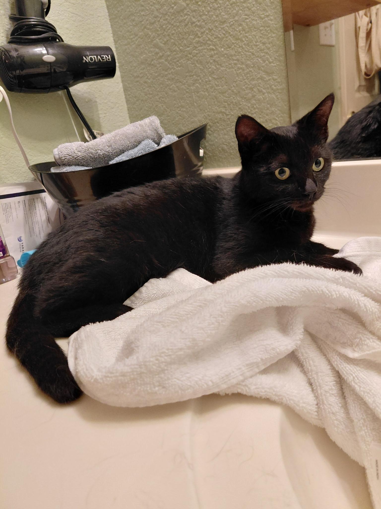 Enlarge Mystic, a ADOPTABLE Domestic Short Hair in Spring, TX image 2/3