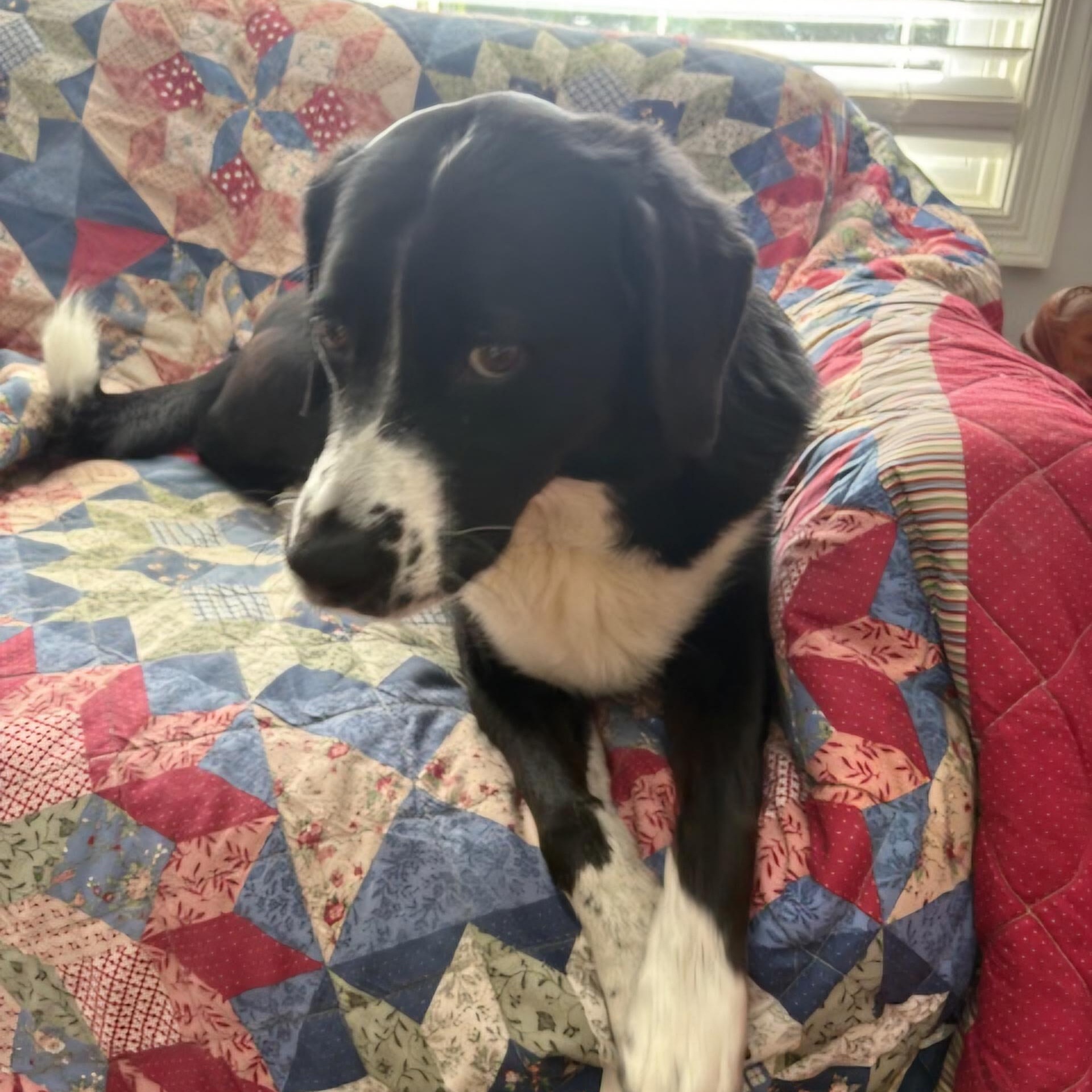 Willow