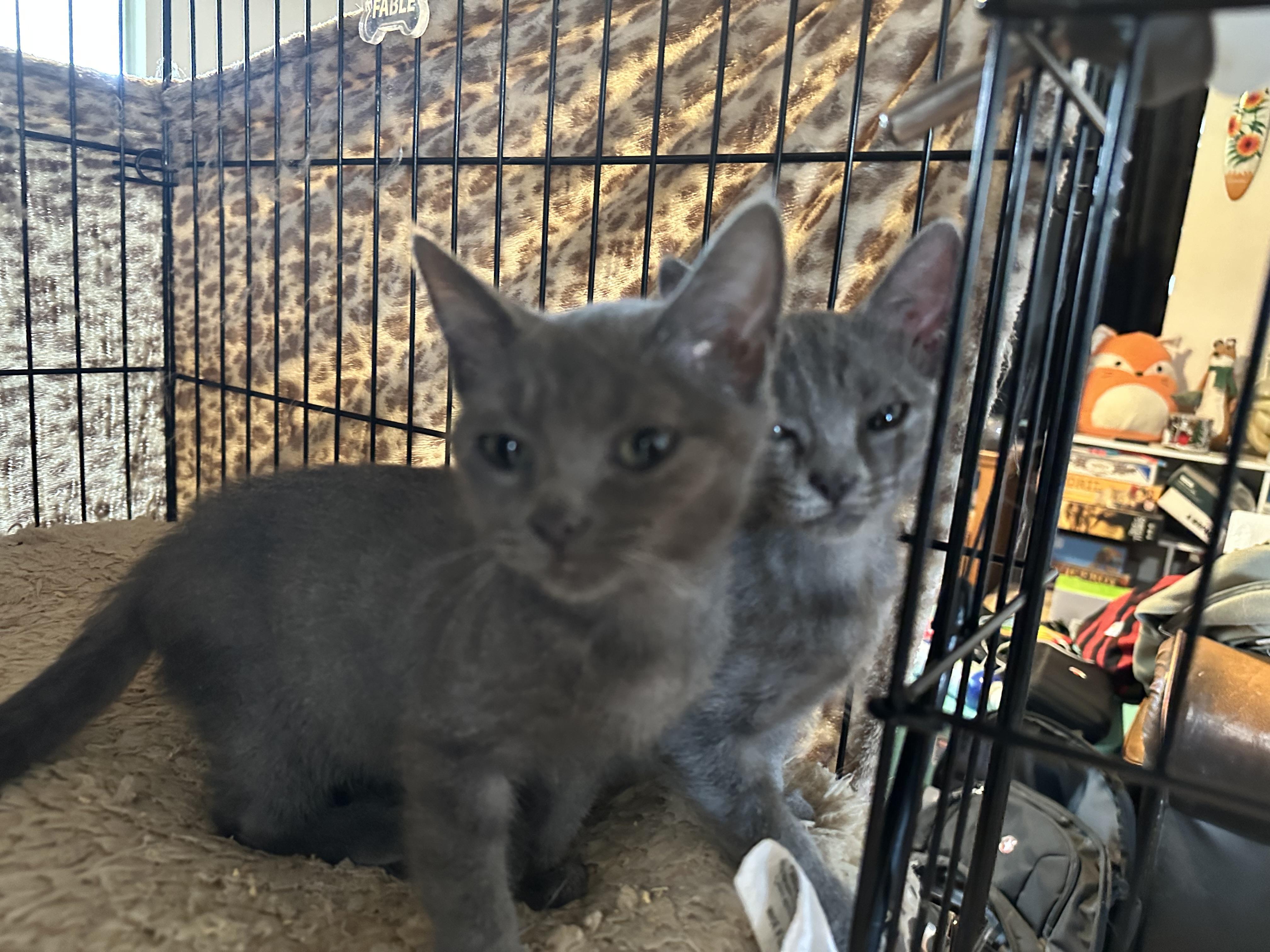 Greybies 1 & 2 photo 2
