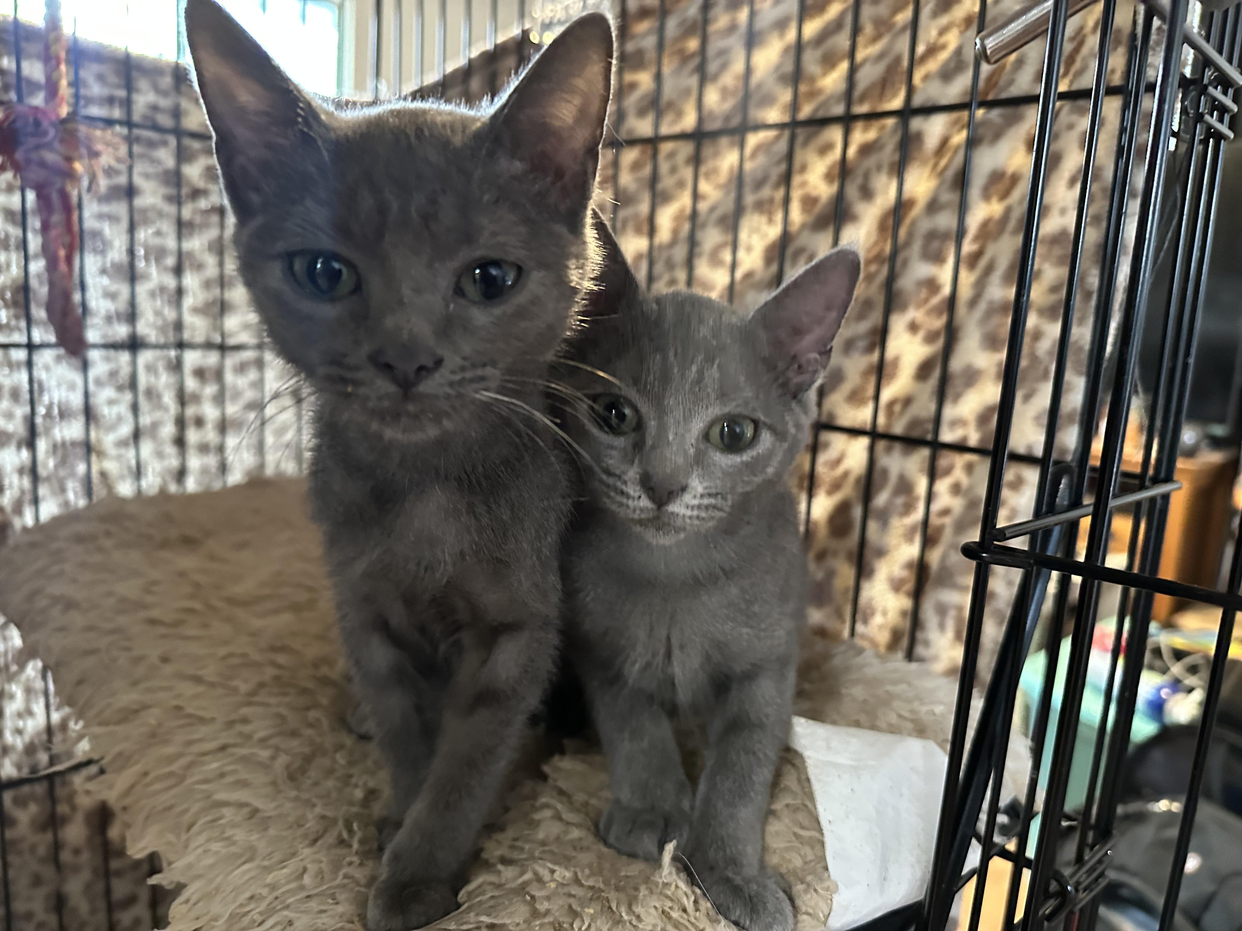 Greybies 1 & 2