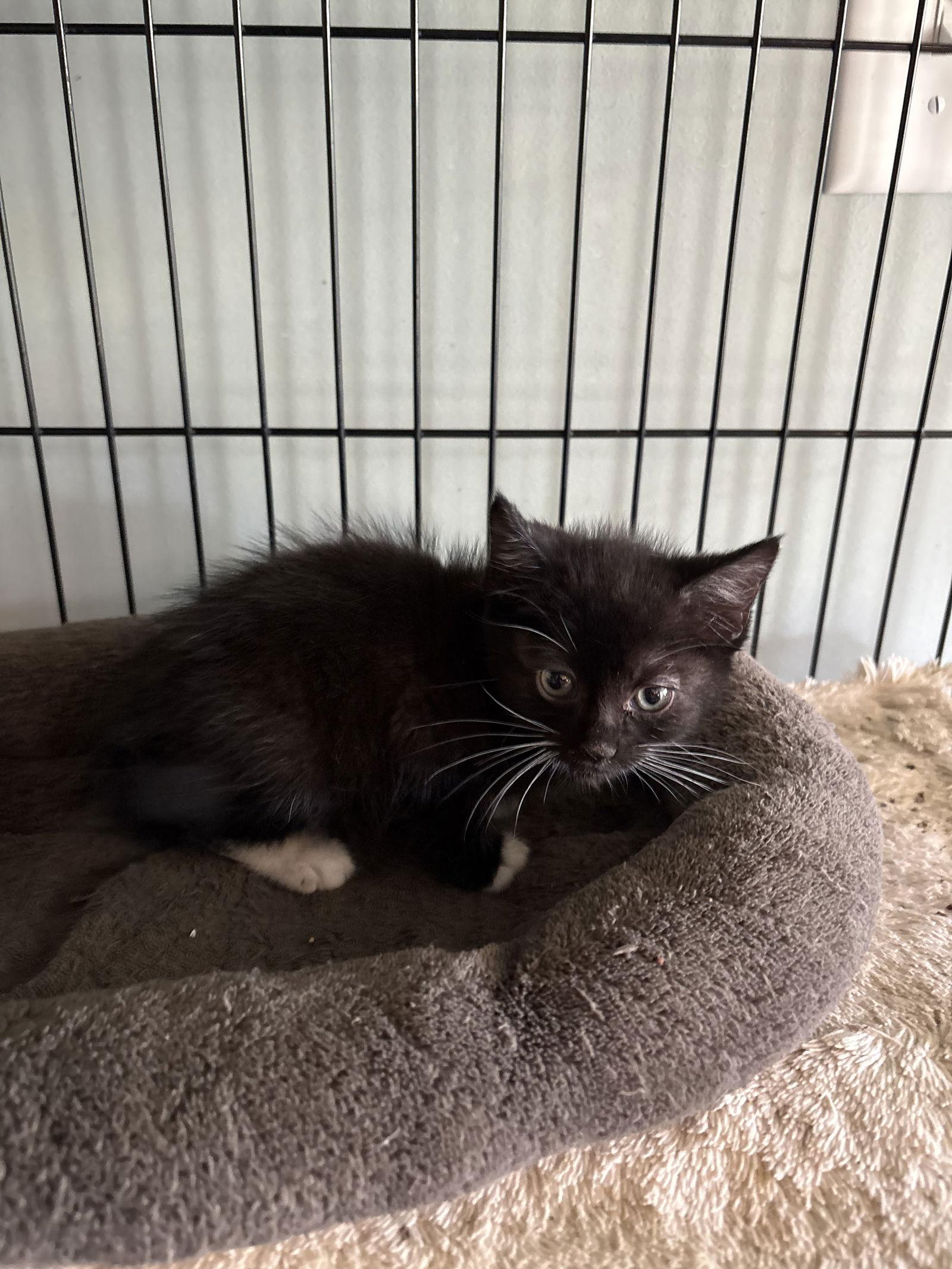 Brandy (df), Adoptable, Kitten Female Domestic Short Hair.