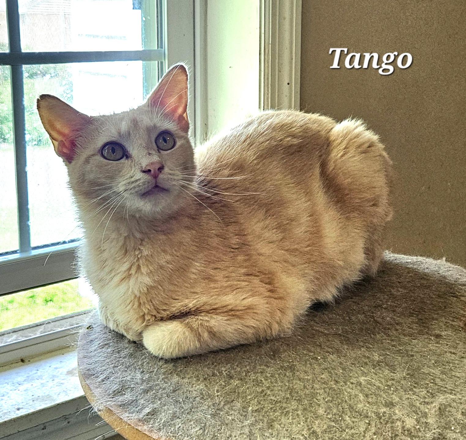 Tango, Adoptable, Adult Male Domestic Short Hair.
