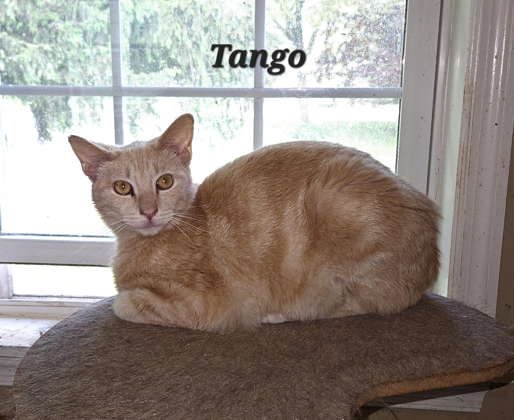 Enlarge Tango, a Adoptable Domestic Short Hair in Bethlehem, PA image 2/3