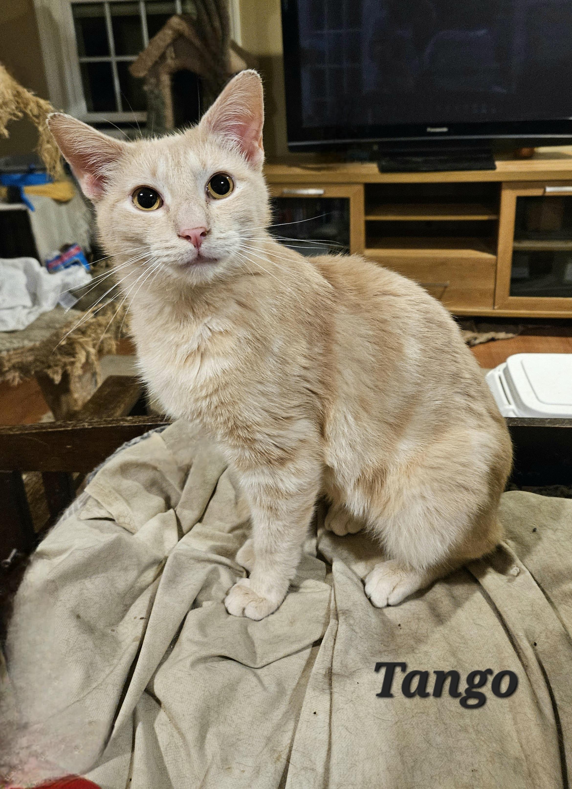 Enlarge Tango, a Adoptable Domestic Short Hair in Bethlehem, PA image 3/3