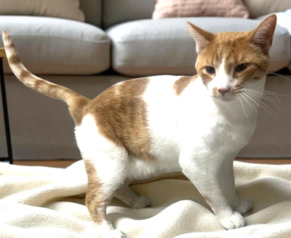 Clark, a Adoptable Domestic Short Hair in Wilmington, OH image 2/6