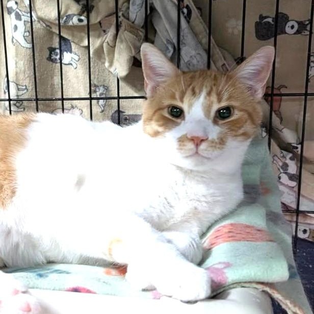 Clark, Adoptable, Young Male Domestic Short Hair.