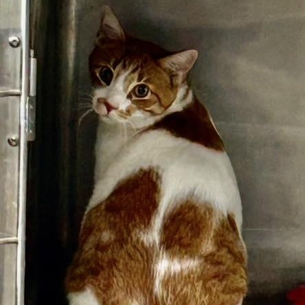 Clark, a Adoptable Domestic Short Hair in Wilmington, OH image 5/6