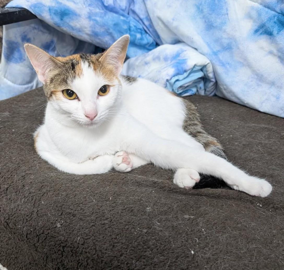 Clark, Adoptable, Young Male Domestic Short Hair.