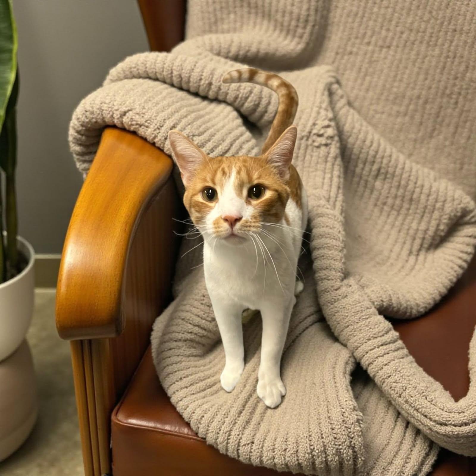 Clark, a Adoptable Domestic Short Hair in Wilmington, OH image 3/6