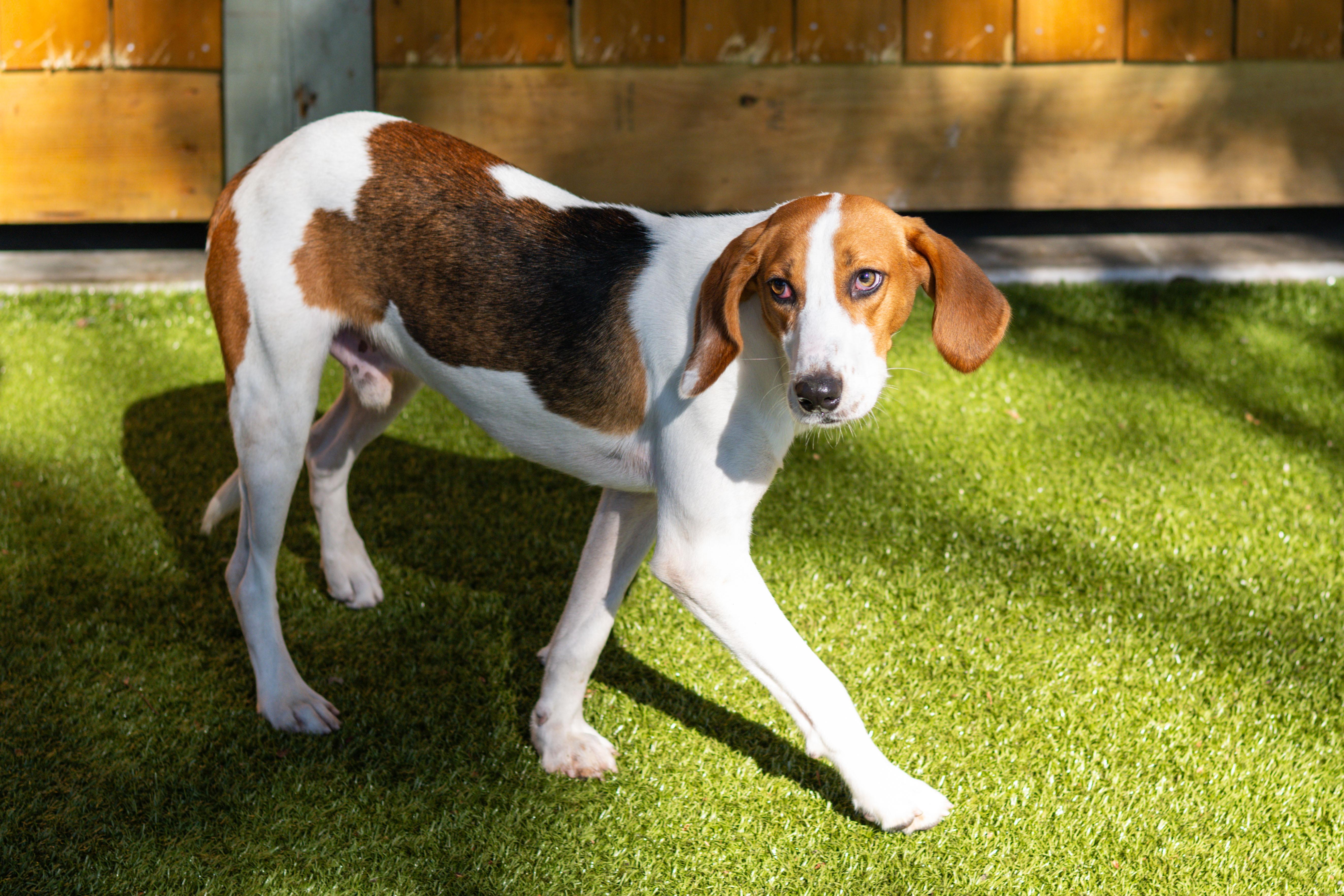 Enlarge Ranger, a Adoptable mixed breed in Hilton Head Island, SC image 3/4