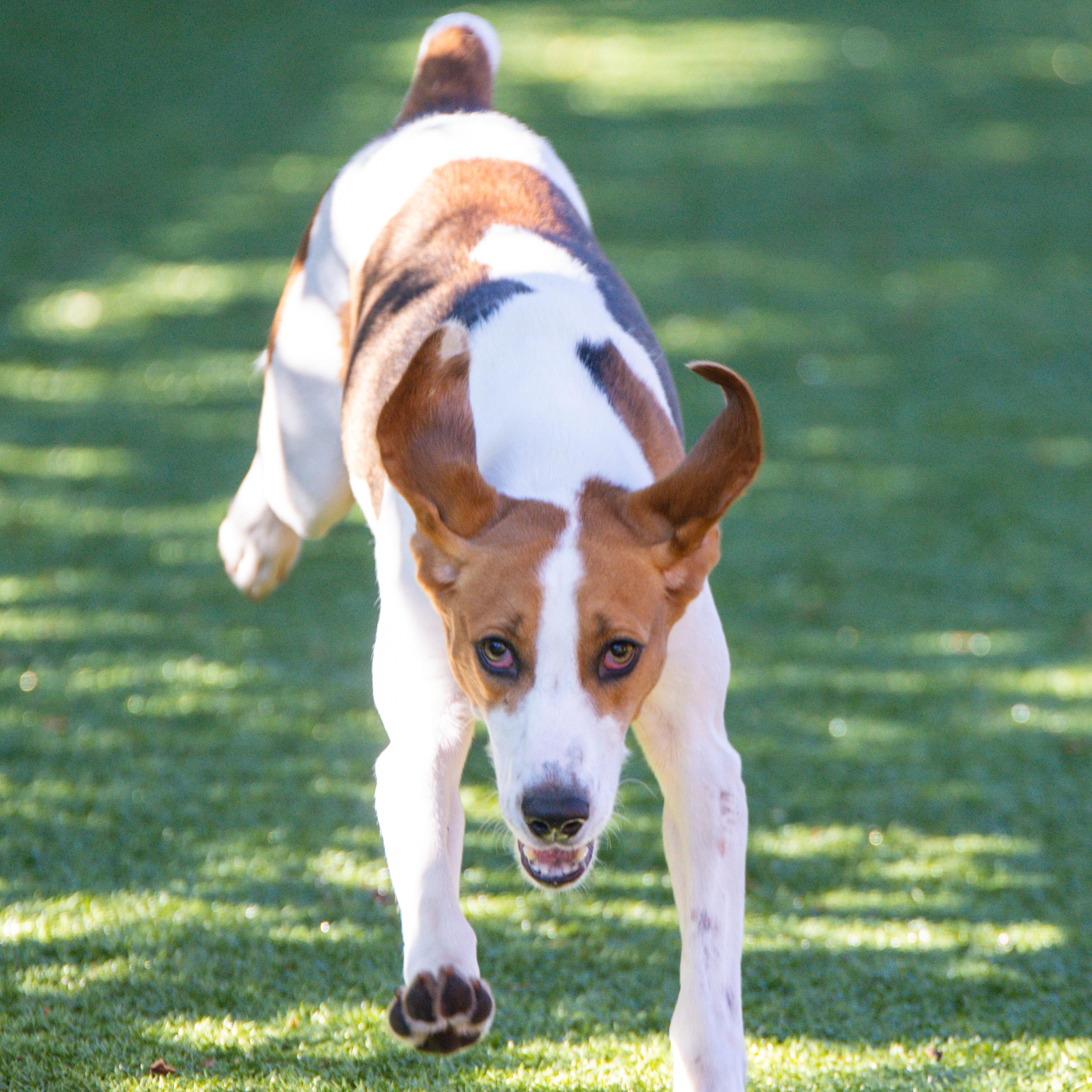 Enlarge Ranger, a Adoptable mixed breed in Hilton Head Island, SC image 4/4