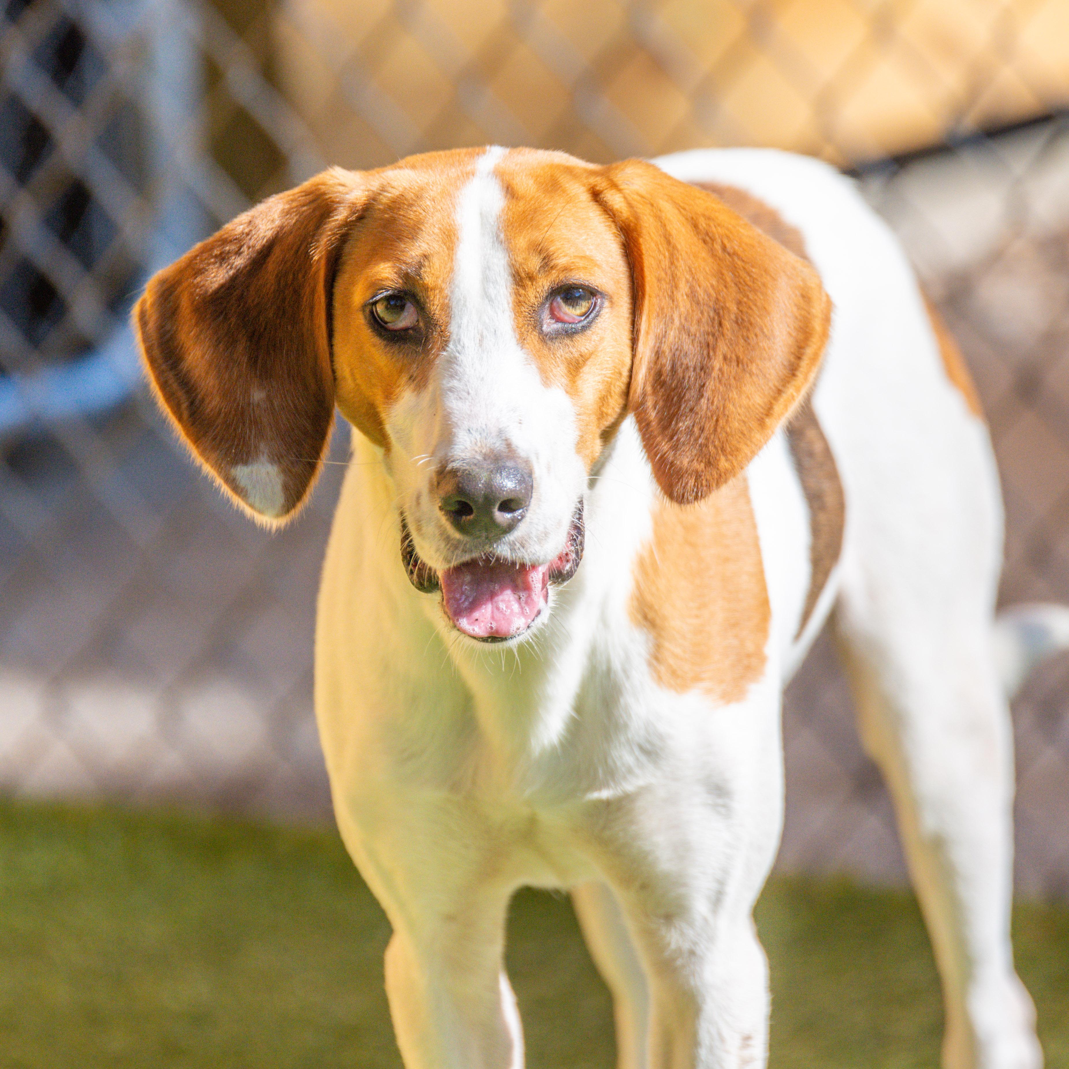 Enlarge Ranger, a Adoptable mixed breed in Hilton Head Island, SC image 1/4