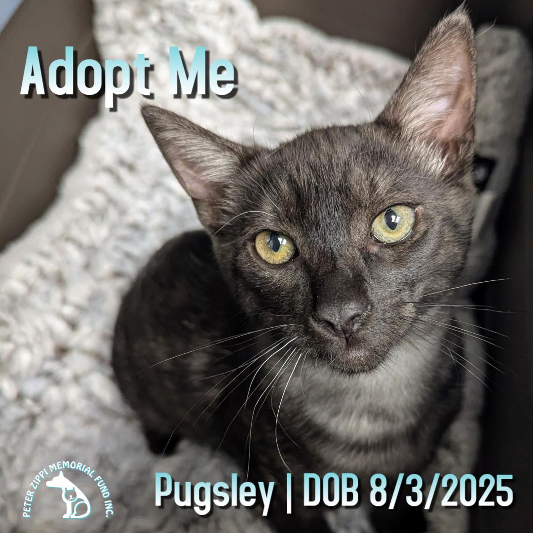 Pugsley, an adopted mixed breed in Hermosa Beach, CA image 1/2