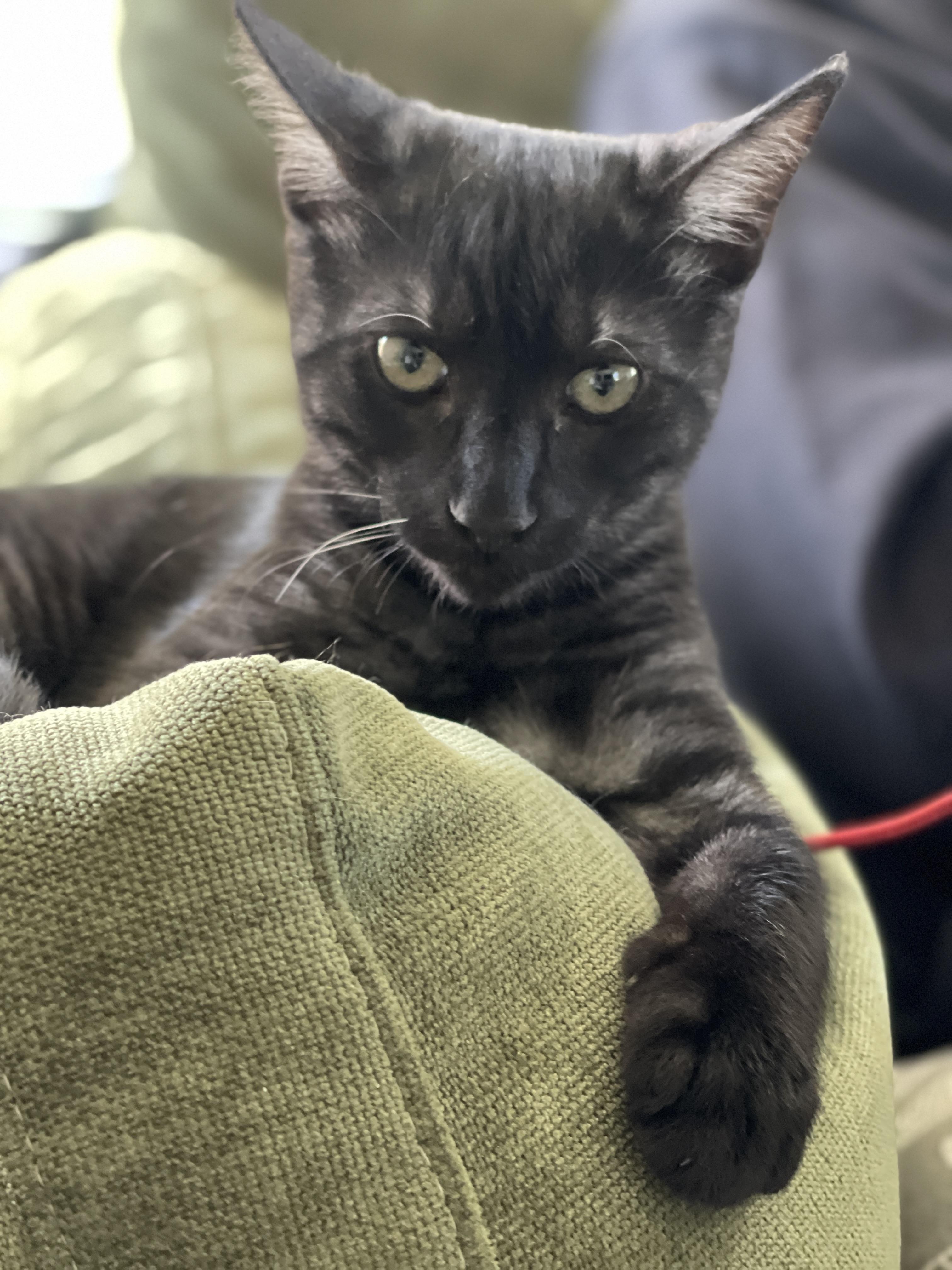 Pugsley, an adopted mixed breed in Hermosa Beach, CA image 2/2