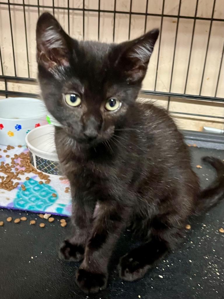 Enlarge Rosey, a Adoptable mixed breed in Sherwood, OR image 1/1