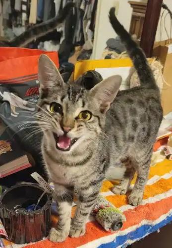 Vader, an adopted Domestic Short Hair in Fresno, CA image 3/4