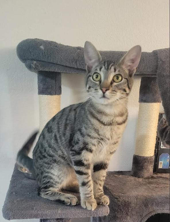 Vader, an adopted Domestic Short Hair in Fresno, CA image 4/4