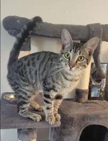 Vader, an adopted Domestic Short Hair in Fresno, CA image 1/4