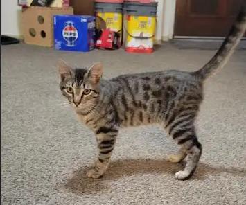 Vader, an adopted Domestic Short Hair in Fresno, CA image 2/4