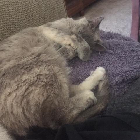 Mimi, Adoptable, Senior Female Domestic Short Hair.