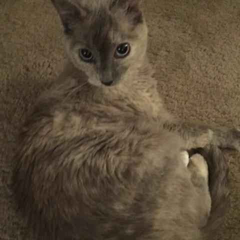 Mimi, Adoptable, Senior Female Domestic Short Hair.