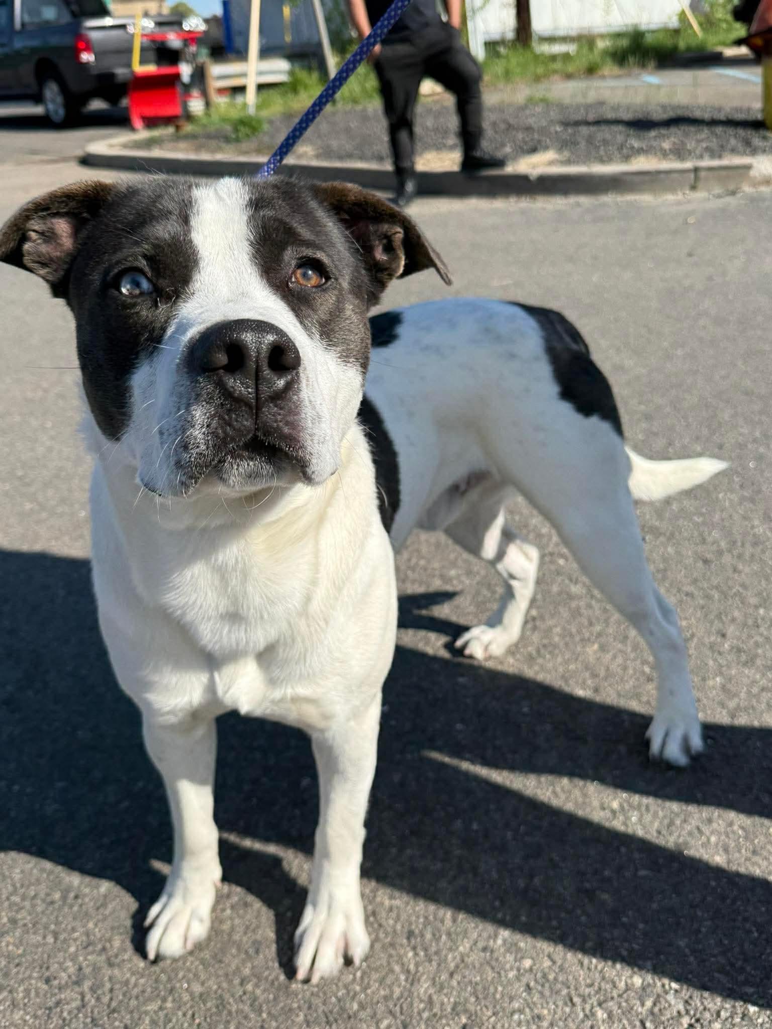 Kellogg, ADOPTABLE, Young Male Pit Bull Terrier.
