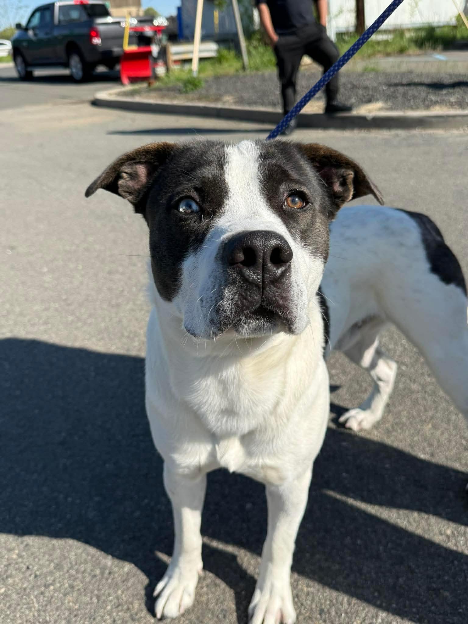 Enlarge Kellogg, a ADOPTABLE mixed breed in Jackson , NJ image 2/3