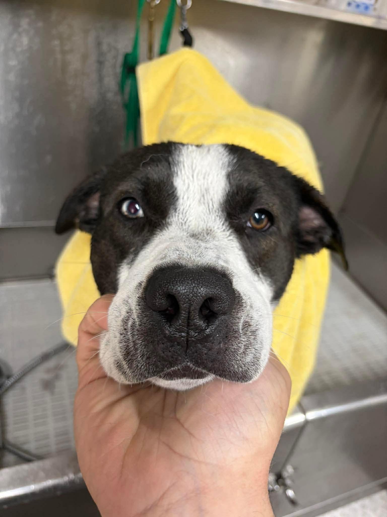 Enlarge Kellogg, a ADOPTABLE mixed breed in Jackson , NJ image 3/3