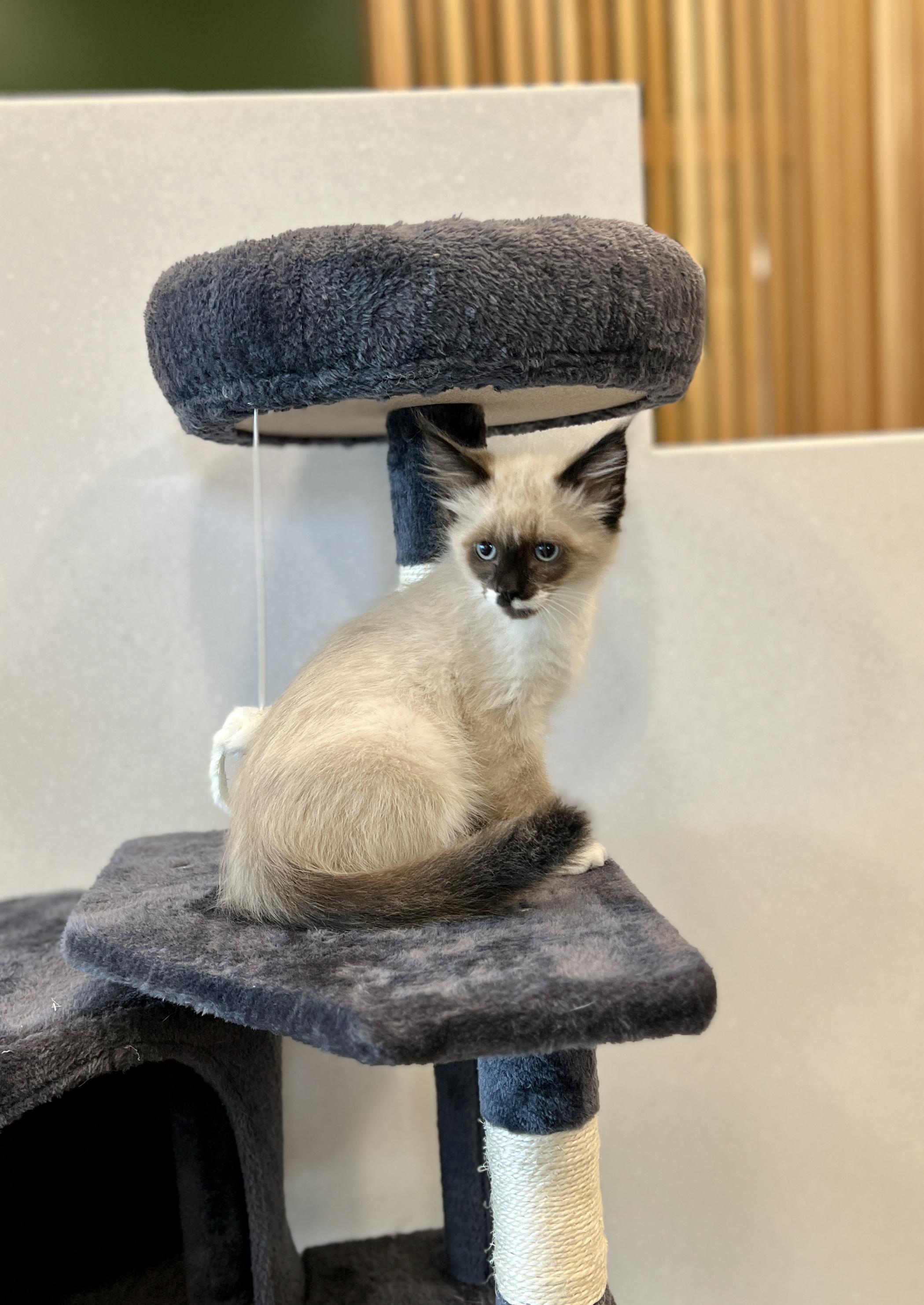 Adobo, ADOPTABLE, Kitten Male Domestic Medium Hair.