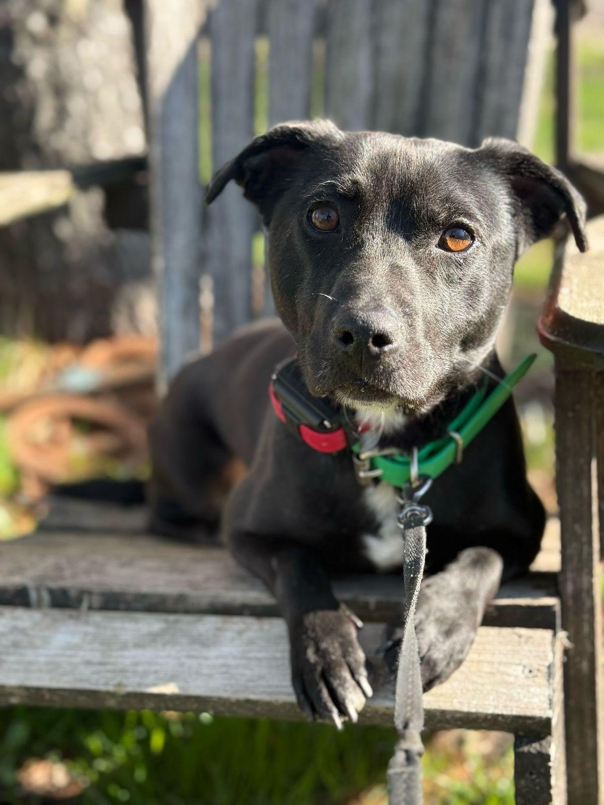 Enlarge Darwin, a Adoptable Mixed Breed in Markham, ON image 5/6