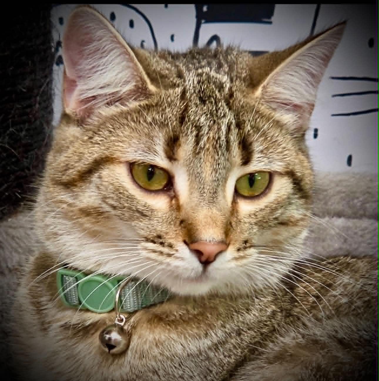 Lottie, Adoptable, Young Female Domestic Short Hair.