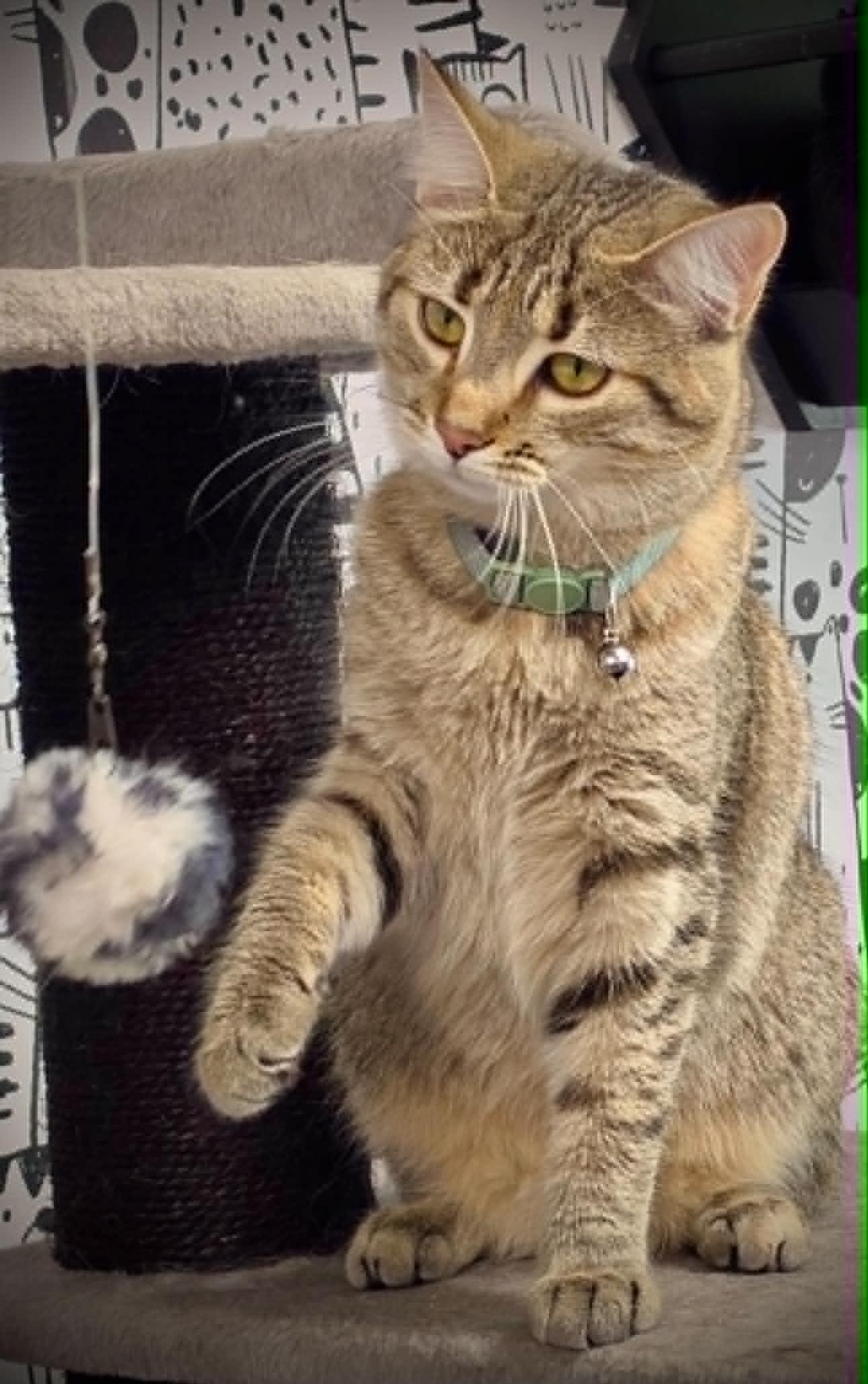 Enlarge Lottie, a Adoptable Domestic Short Hair in Cortland, OH image 2/3