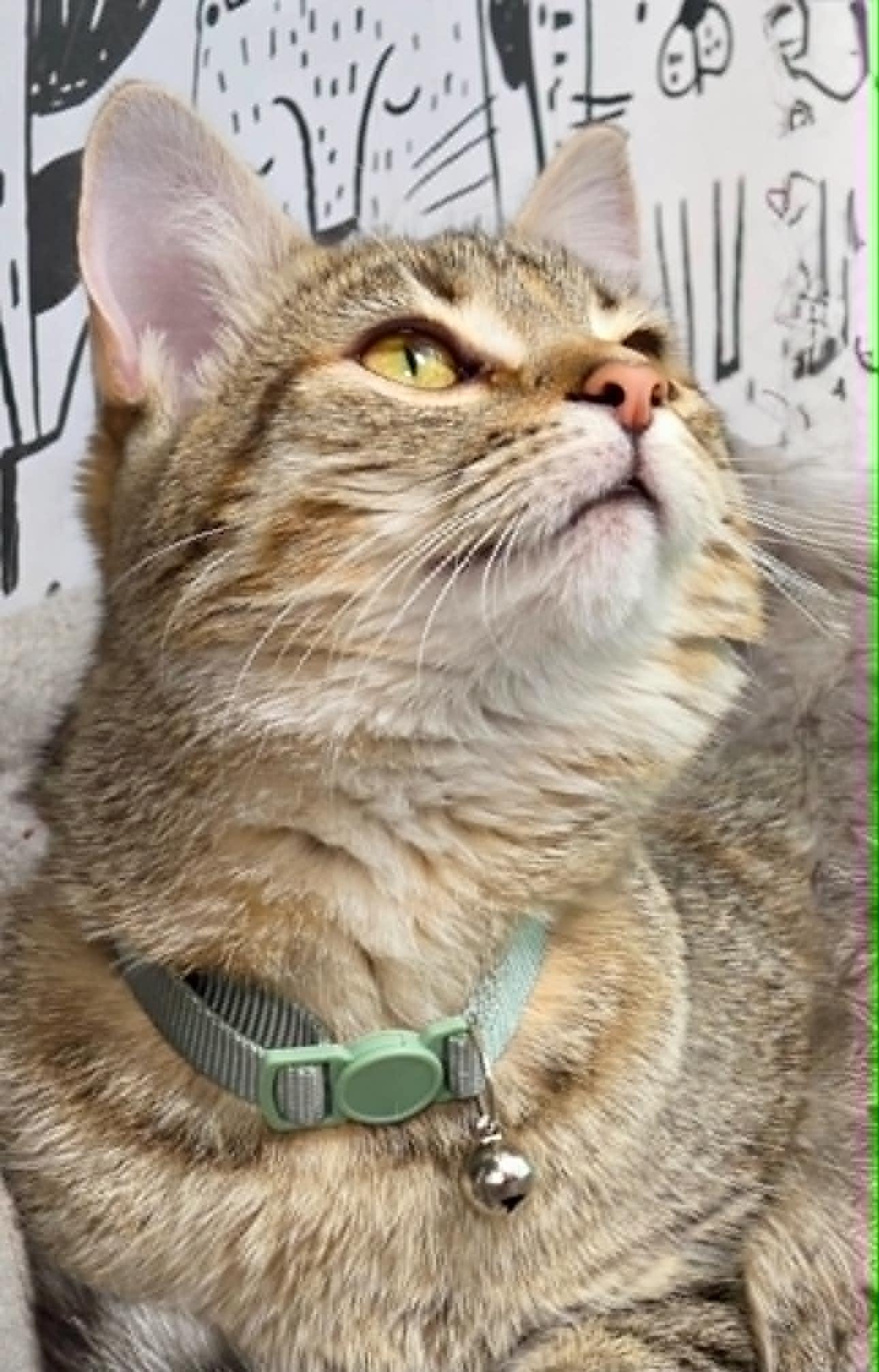Enlarge Lottie, a Adoptable Domestic Short Hair in Cortland, OH image 3/3