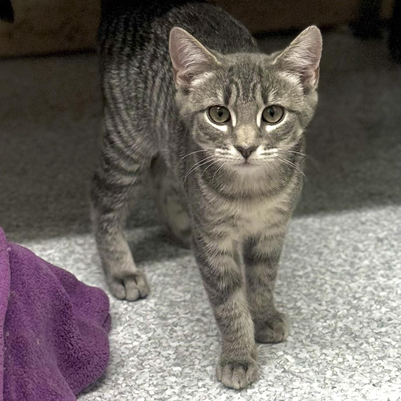 Winter, ADOPTABLE, Kitten Female Domestic Short Hair.