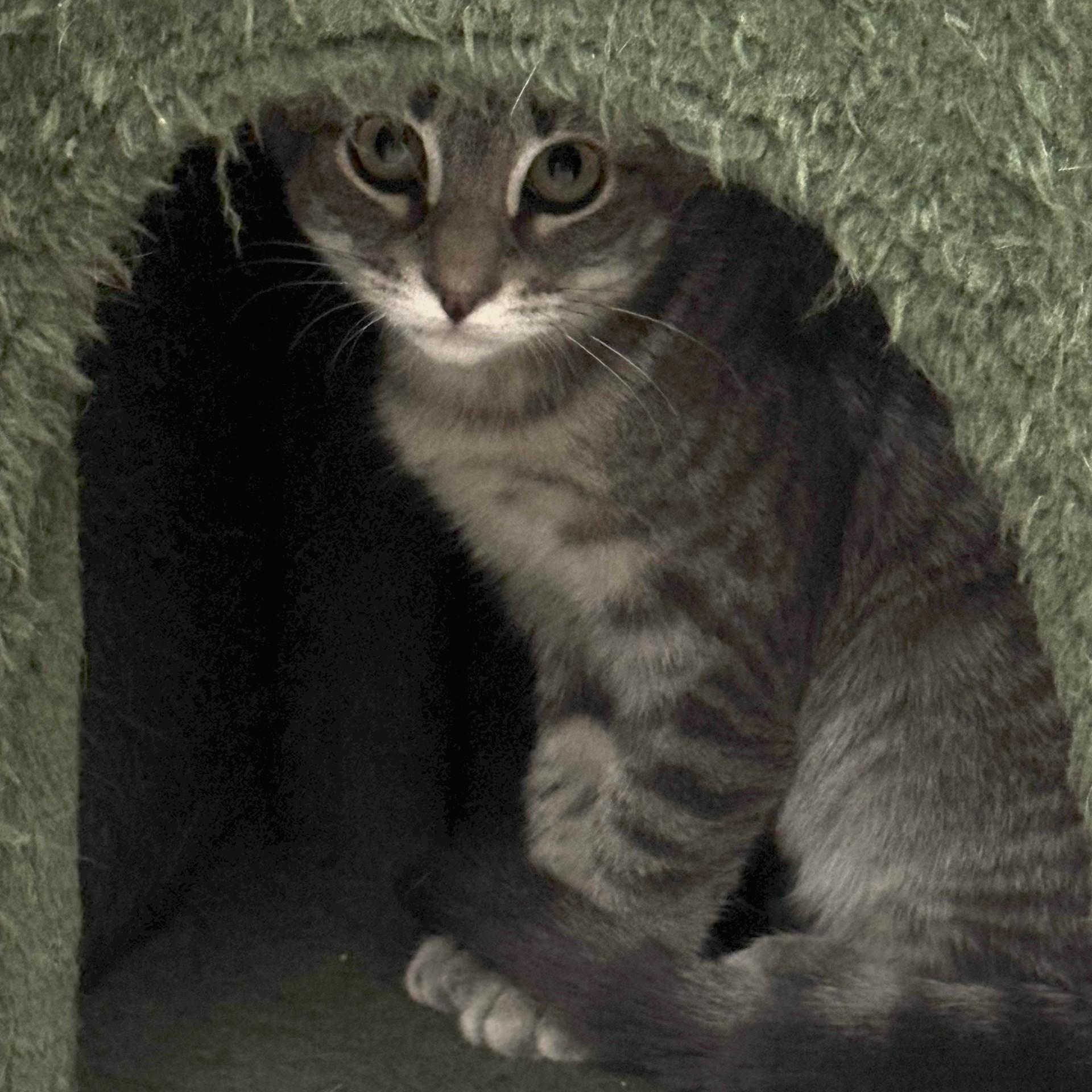 Enlarge Winter, a ADOPTABLE Domestic Short Hair in Pottsville, PA image 3/3