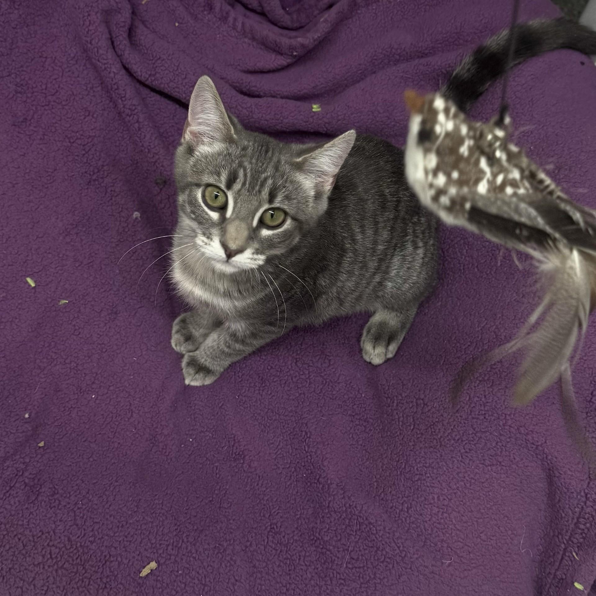 Enlarge Winter, a ADOPTABLE Domestic Short Hair in Pottsville, PA image 2/3