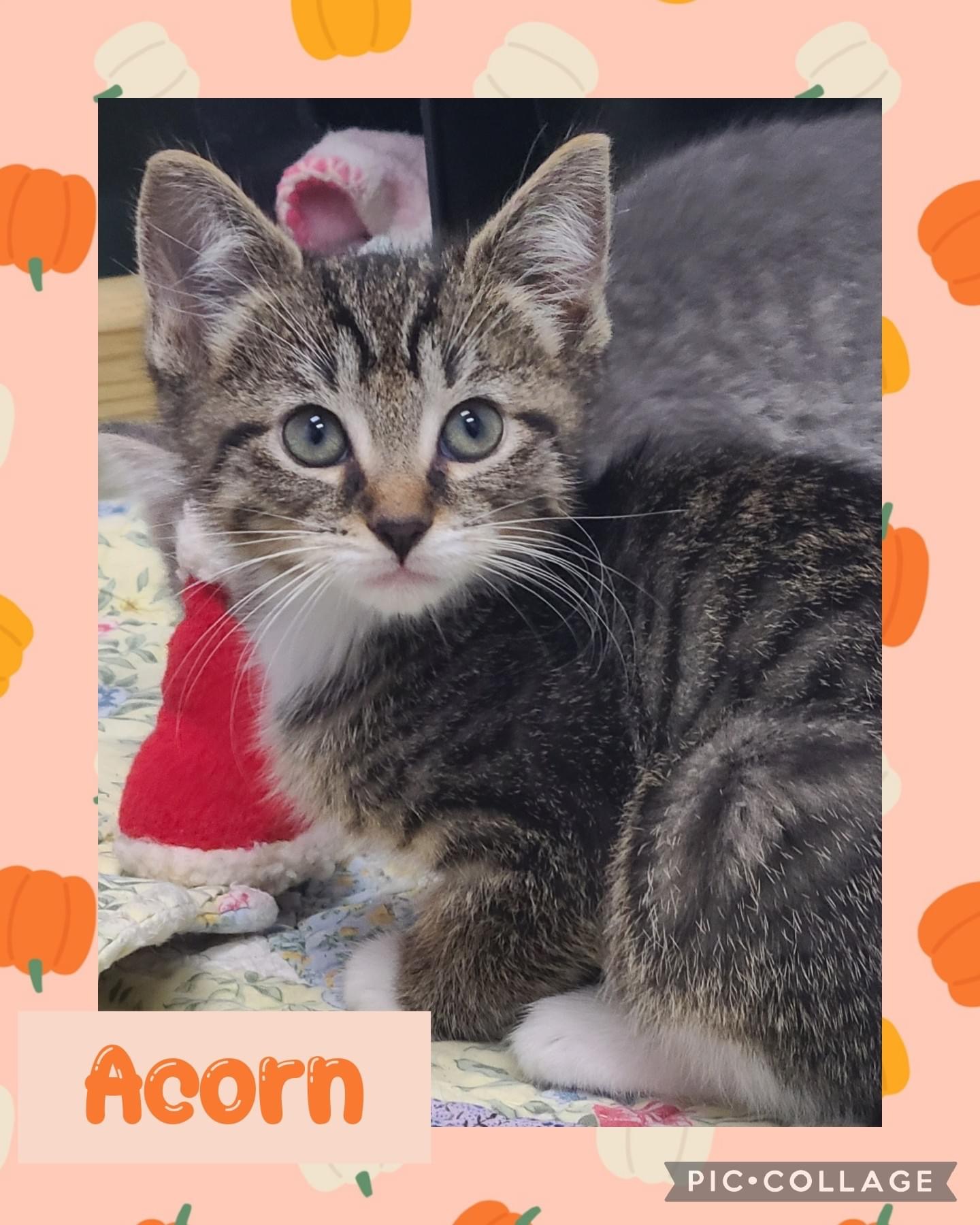 Cat for adoption Acorn, a Domestic Short Hair in Iron River, MI
