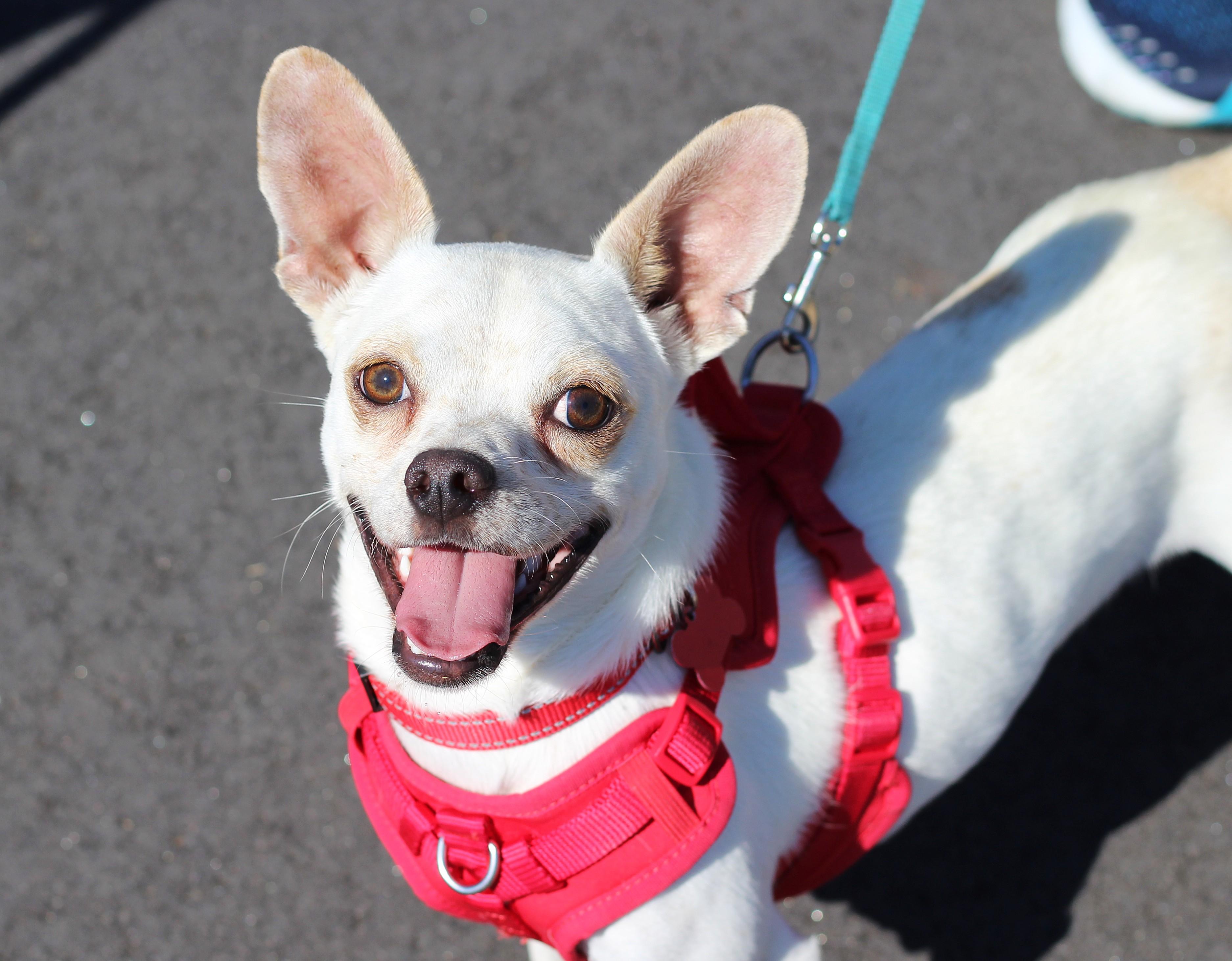 Ashby, a Adoptable Chihuahua in Clayton, NC image 1/6